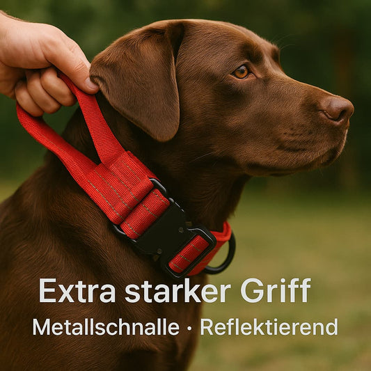 Hundehalsband mit Griff sicherheit und kontrolle